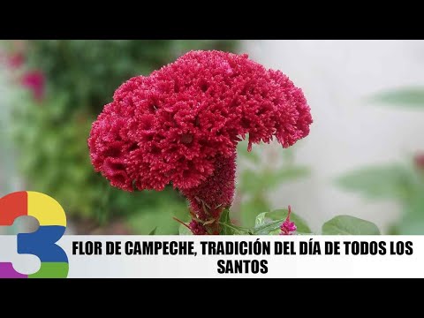 Flor de Campeche, tradición del Día de Todos los Santos