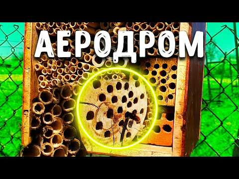 Осмії активно заселяють будиночки. Продовження рубрики