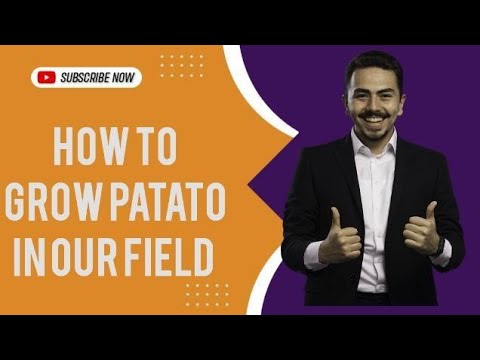 . "पटाटो घड़ना: वायरल हो रहा है यह मजेदार वीडियो!"