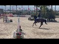 Cheval de CSO Internationaal springpaard