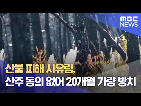 산불 피해 사유림, 산주 동의 없어 20개월 가량 방치 (2023.11.01/뉴스데스크/MBC강원영동)