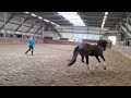 Dressage horse 3 jarige Totilas merrie