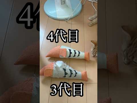 猫の動画サムネイル - 3代目 4代目 ねこ 蹴りぐるみ cat アメリカンショートヘア うめ