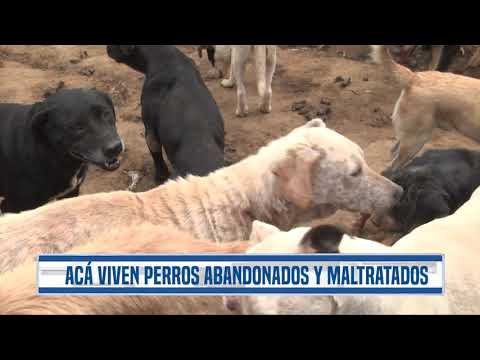 Conoce el santuario animal que alberga a más de 700 perros que han sufrido maltrato en Guatemala