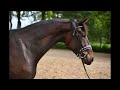 Dressage horse Blikvanger! Mooie en goed bewegende 3-jarige KWPN merrie ( Hermes x Voice )