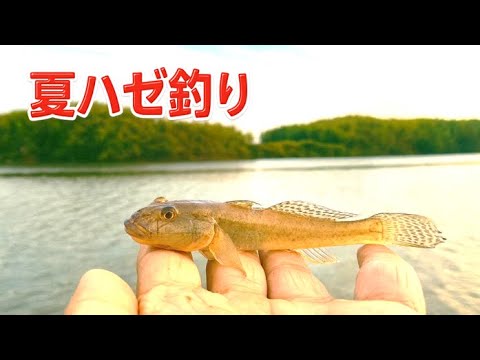 仕掛けを間違うと全然釣れない！夏のハゼ入れ食いにする仕掛けとハゼの捌き方