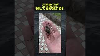 セミの下部に注目してみて#twitter #shorts