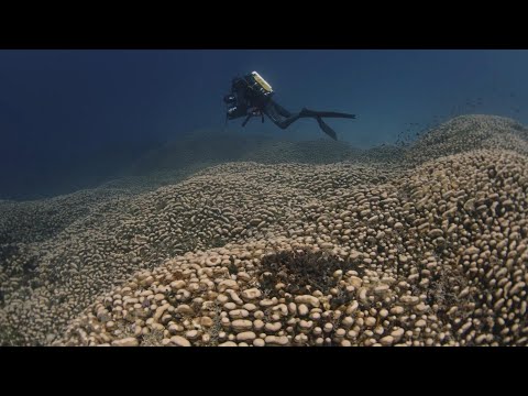 Researchers discover coral so big it can be seen from space