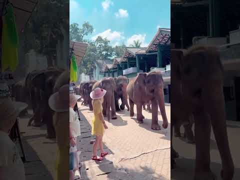 Sri Lanka 🇱🇰🫶🏻 Beauty of the Asia #travel #nature #srilanka