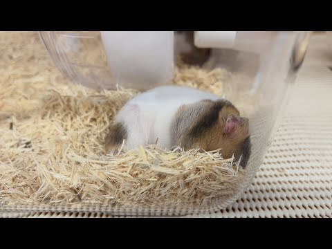 【声あり】ホームセンターに行って小動物コーナーを探索してきました