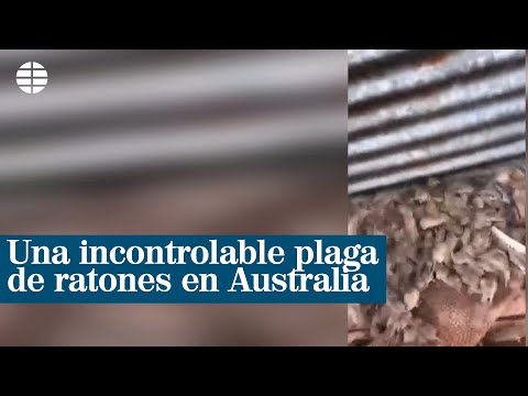 Una incontrolable plaga de ratones arrasa los cultivos en Australia | EL MUNDO