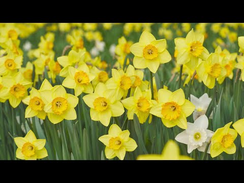 When should you transplant daffodils?