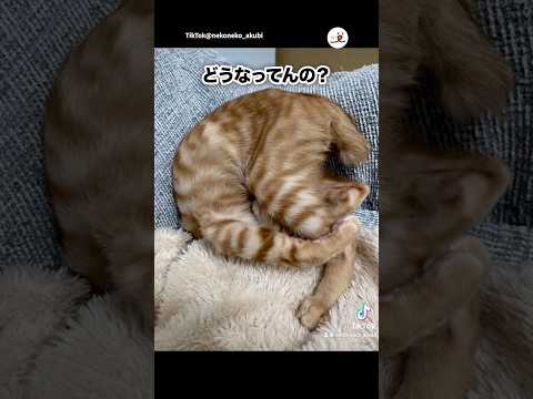 猫の動画サムネイル - 【UMA？】寝相悪くて不思議生物｜PECO