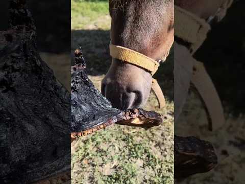 ДОМА 19 вересня 2025 р.