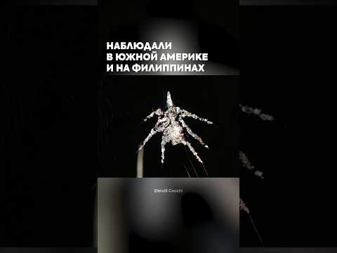 Паук-кукловод. Новый уровень маскировки.