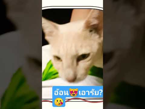 พ่อค๊าบ‼️ผม😻ขออ้อนหน่อย😽น๊า❤️