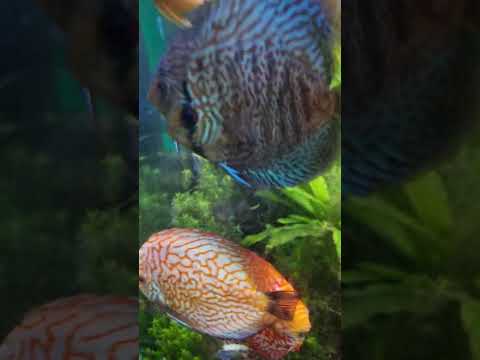 Discus Trying To Breed With 150 Tankmates! 😄 
