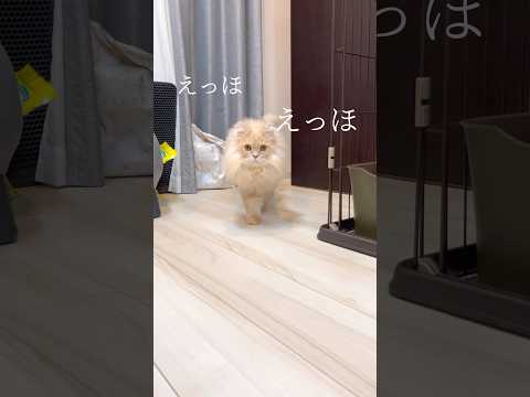 サイベリアン猫の魅力とふわふわモフモフ特長について サムネイル