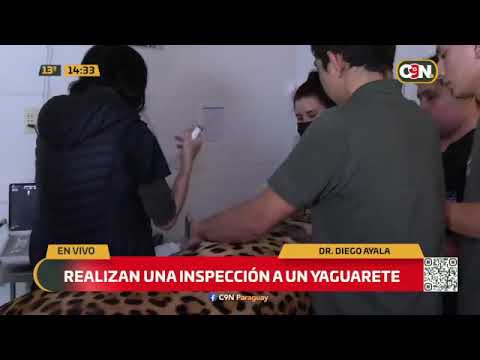 Realizan una inspección a un yaguareté