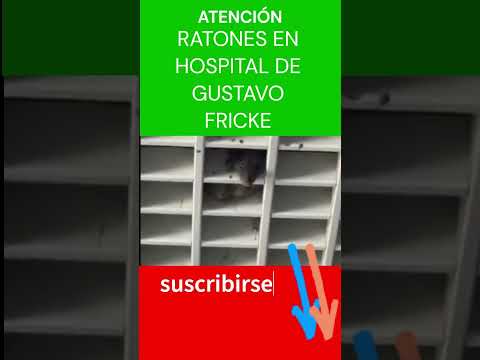 RATONES EN HOSPITAL FRICKE, Y NO SON APITUTADOS DEL #merluzo