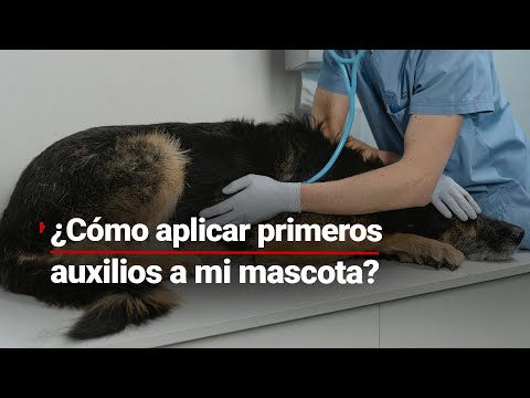 ¡ATENCIÓN! Así debes reaccionar ante un ahogamiento de tu mascota