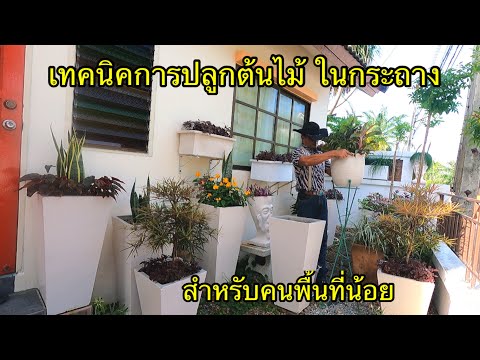 เทคนิค-การปลูกต้นไม้ดอกไม้-ในก เทคนิค-การปลูกต้นไม้ดอกไม้-ในก