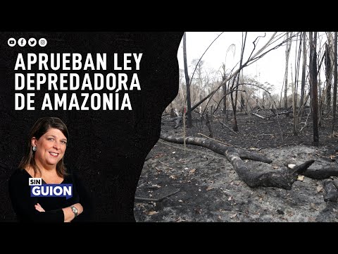 ¿De qué trata la LEY QUE PROMUEVE la DEFORESTACIÓN en la AMAZONÍA? Rosa María Palacios te explica