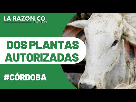 Dos plantas de Córdoba autorizadas para exportar carne bovina a Egipto