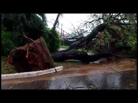 Caída de árboles y voladuras de techos en Concordia tras fuerte temporal