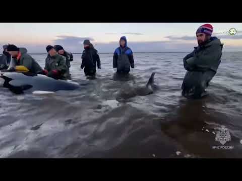 Rescatan familia de orcas varada frente a la costa rusa