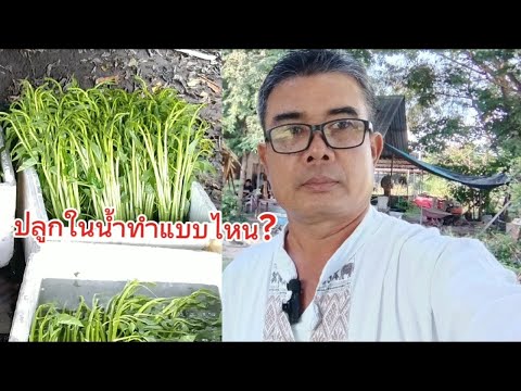 สูตรปลูกผักบุ้งแก้วในน้ำและบน