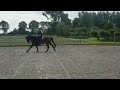 Show jumping horse 5 jarige Chapeau TN x Tygo, verkocht