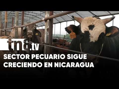1er Semestre 2022: Incrementa la producción del sector pecuario en Nicaragua