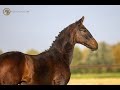 Dressage horse Dressuurtalent met Grand Prix genen