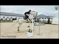 Show jumping horse Corneta C