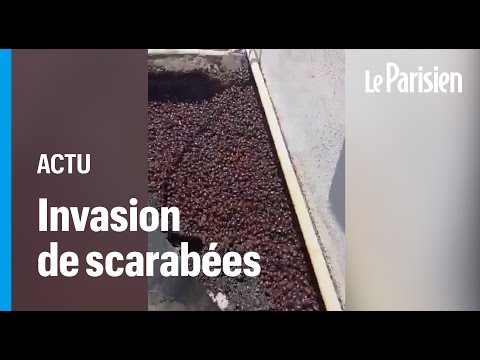Argentine : des millions de scarabées envahissent les rues à cause d’une canicule historique