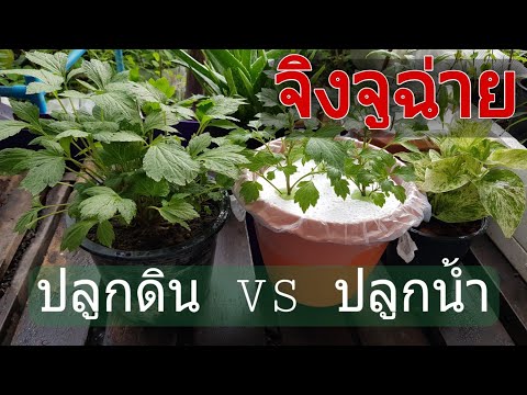 วิธีปลูกจิงจูฉ่าย-การขยายพันธุ วิธีปลูกจิงจูฉ่าย-การขยายพันธุ