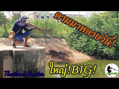 SHOOT-FISH-ยิงปลาชะโดใหญ่-มาเป SHOOT-FISH-ยิงปลาชะโดใหญ่-มาเป