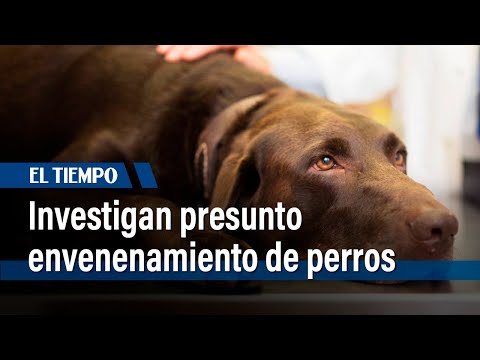 Investigan presunto envenenamiento de perros cerca al parque El Virrey | El Tiempo