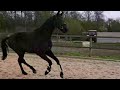 Dressage horse Knappe zwarte dressuurkrack!