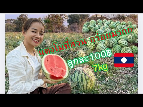 สวนแตงโมลูกใหญ่ปีนี้ไม่ทำให้ผ