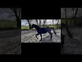 Show jumping horse 3 jarige zwart/bruine ruin // v. La Costa ES