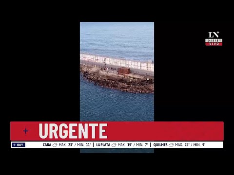 Gripe aviar: en Mar del Plata hay 50 lobos marinos muertos