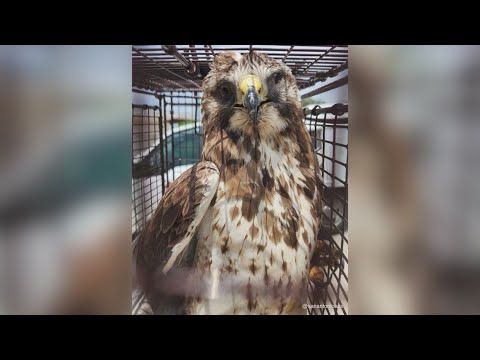Community steps in to rescue injured hawk