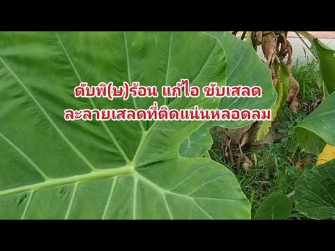 ดับพิ(ษ)ร้อนแก้ไอกัดเสลดที่ต