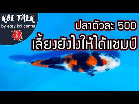 Koi-Talk-EP.12-ปลาตัวละ-500-บา Koi-Talk-EP.12-ปลาตัวละ-500-บา