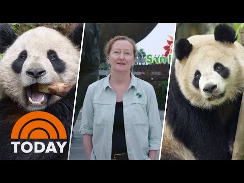San Diego Zoo shares update on arrival of giant pandas from China