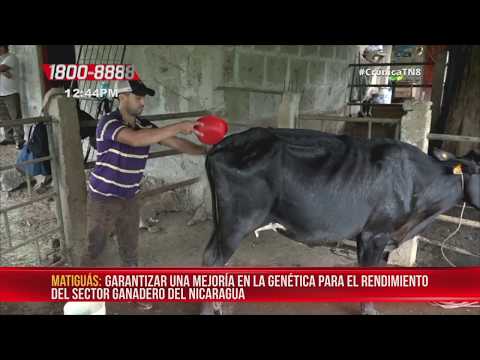 Matiguás: IPSA realiza taller sobre inseminación artificial en ganado - Nicaragua