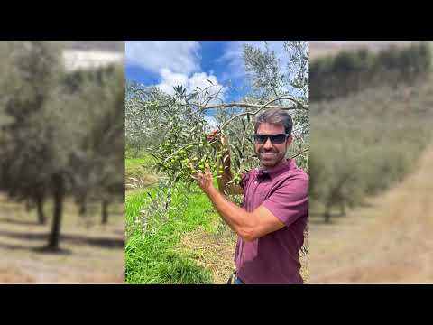 Azeite de Andradas ganha prêmio em Israel e na Itália