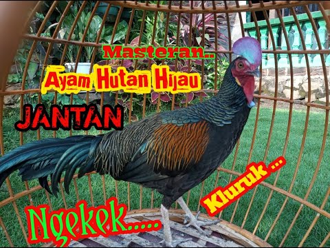 SUARA AYAM HUTAN HIJAU JANTAN NGEKEK DAK BERKOKOK||COCOK BUAT MASTERAN ATAU PIKAT.